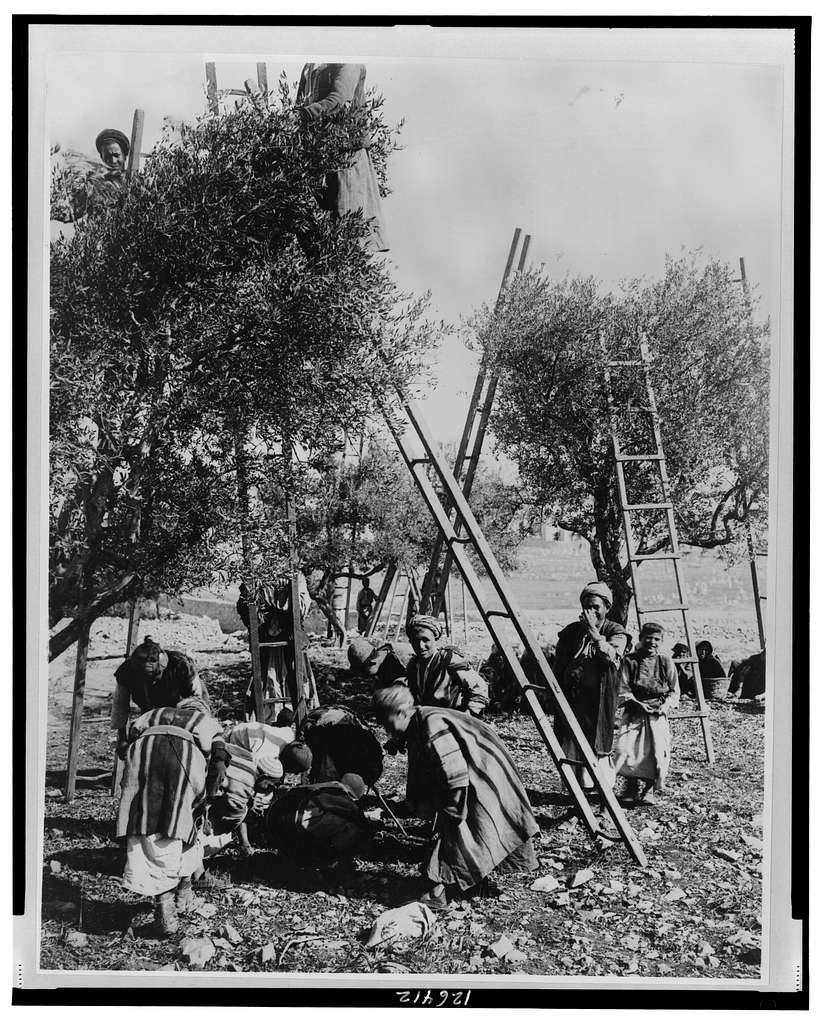 Palestinians picking olives during the harvest in 1880. Frank and Frances Carpenter Collection (Library of Congress).